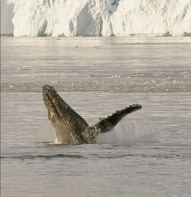 Whales002-Michael lewis